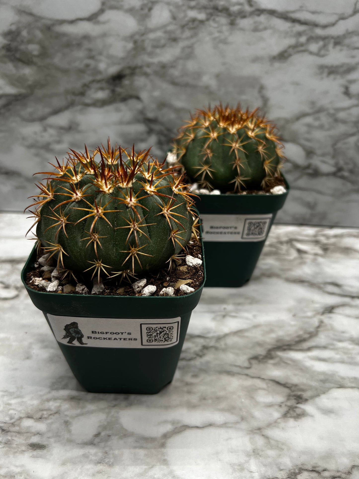 Melocactus Guitartii