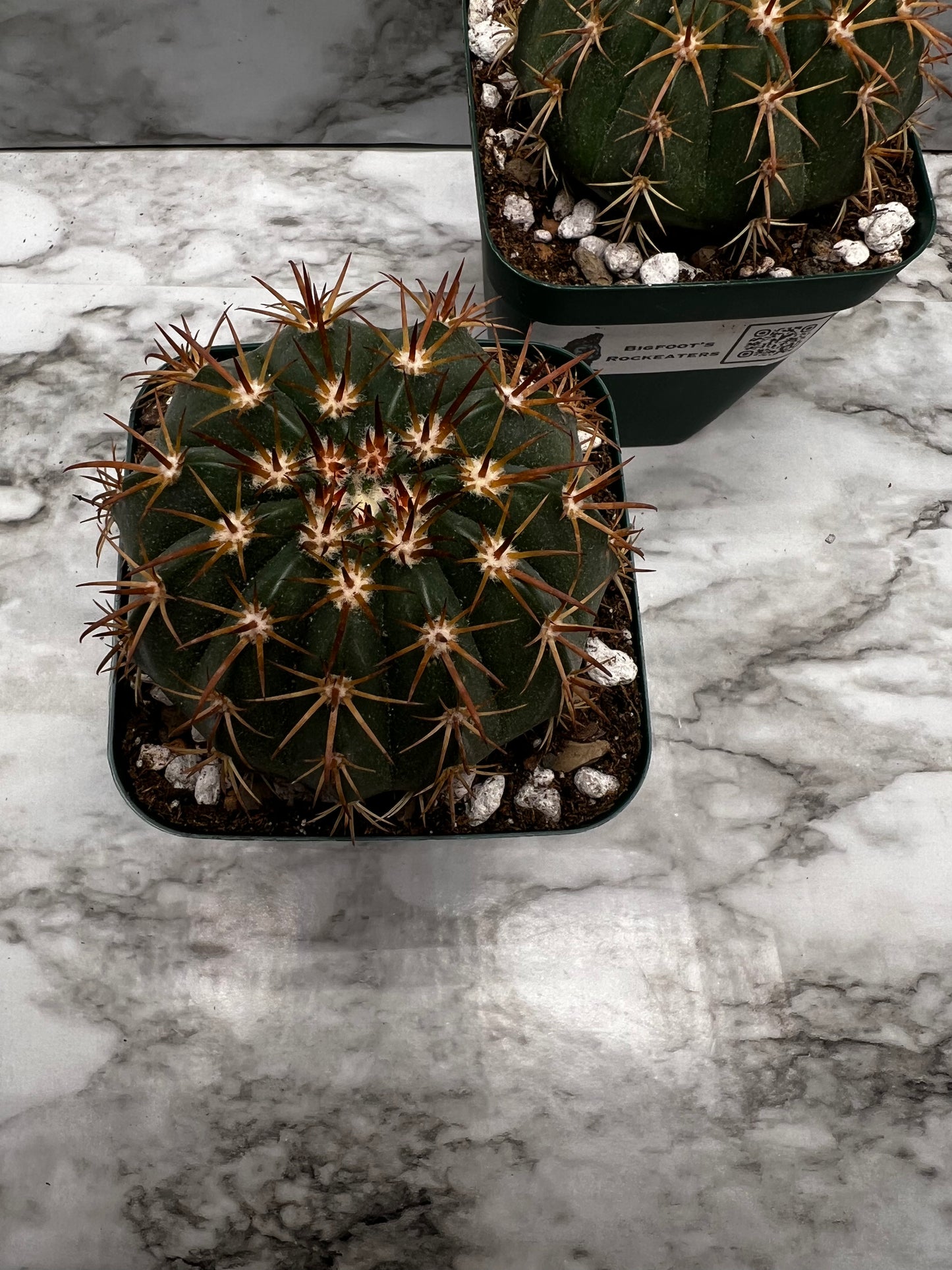 Melocactus Guitartii