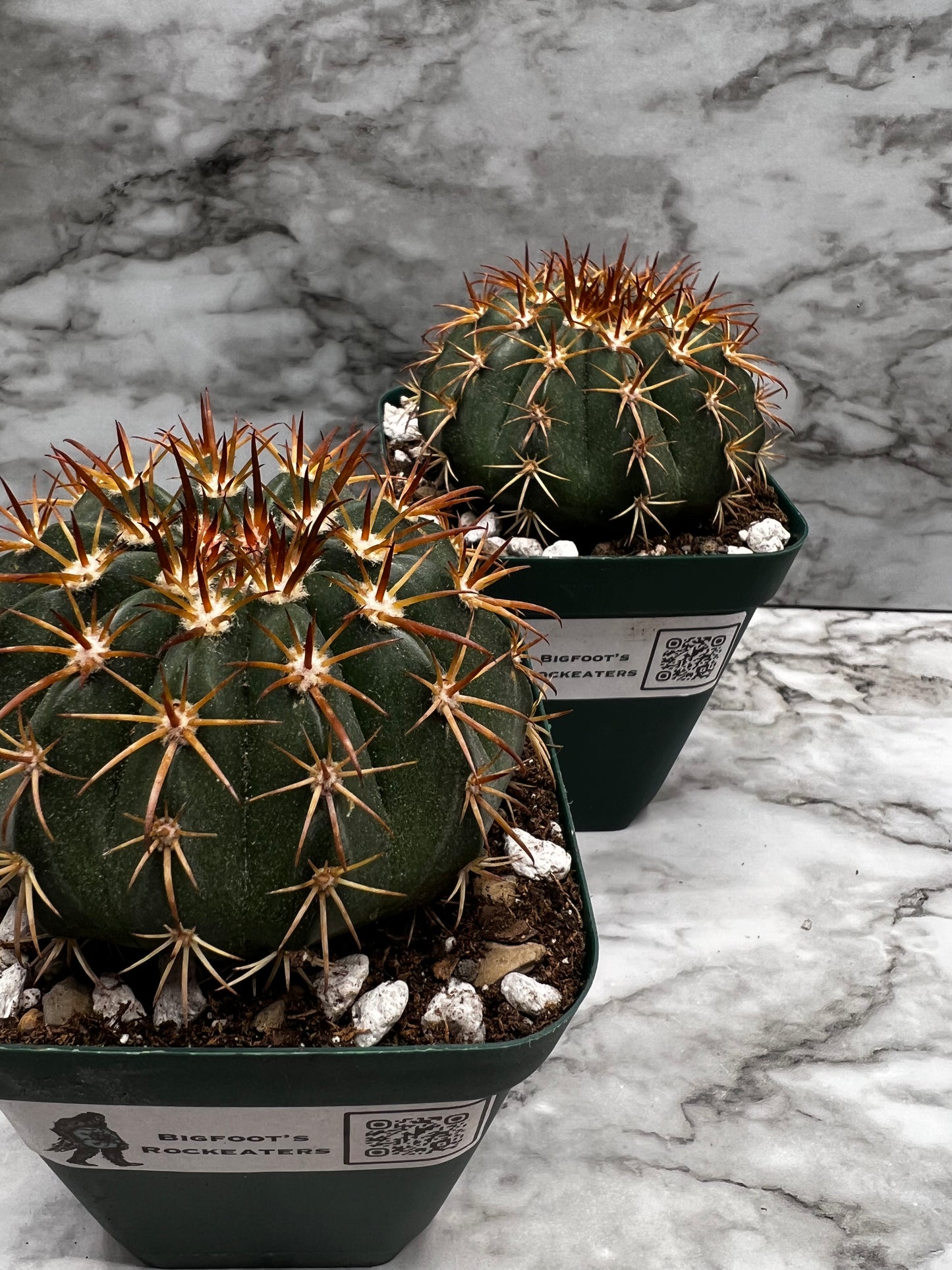 Melocactus Guitartii