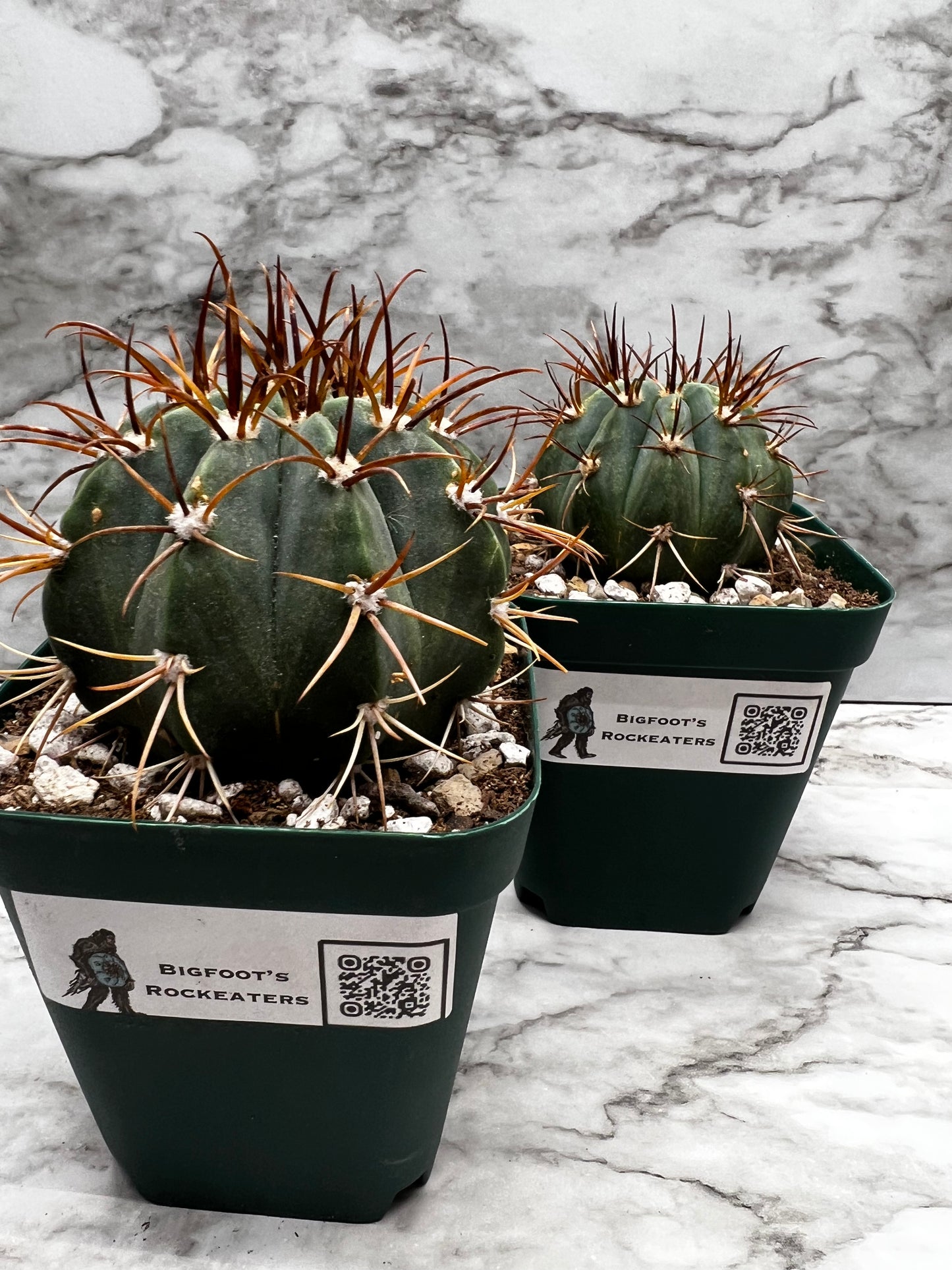 Melocactus Warasii