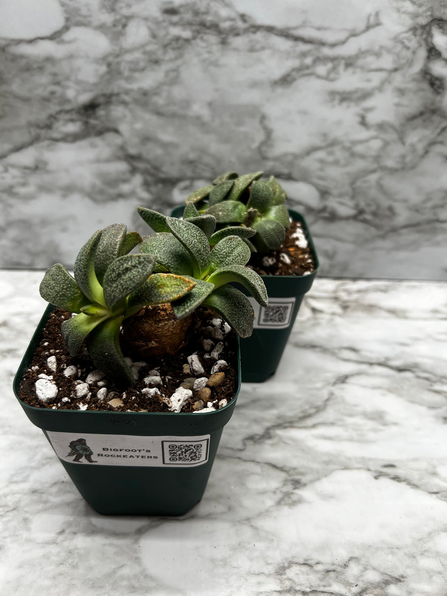 Aloinopsis Rubrolineata