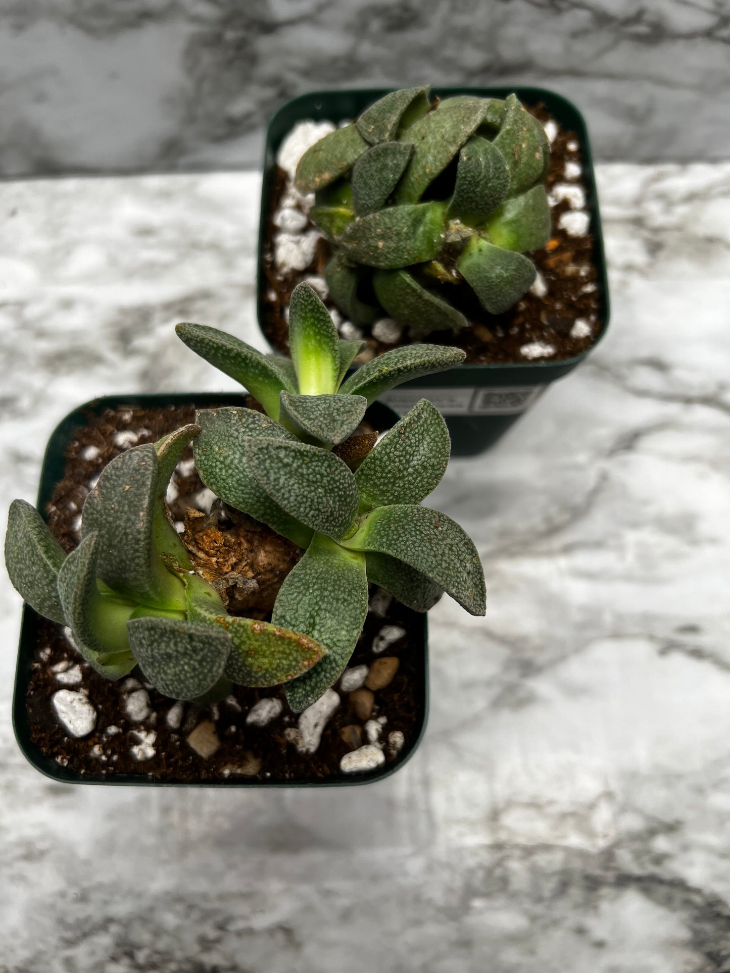 Aloinopsis Rubrolineata