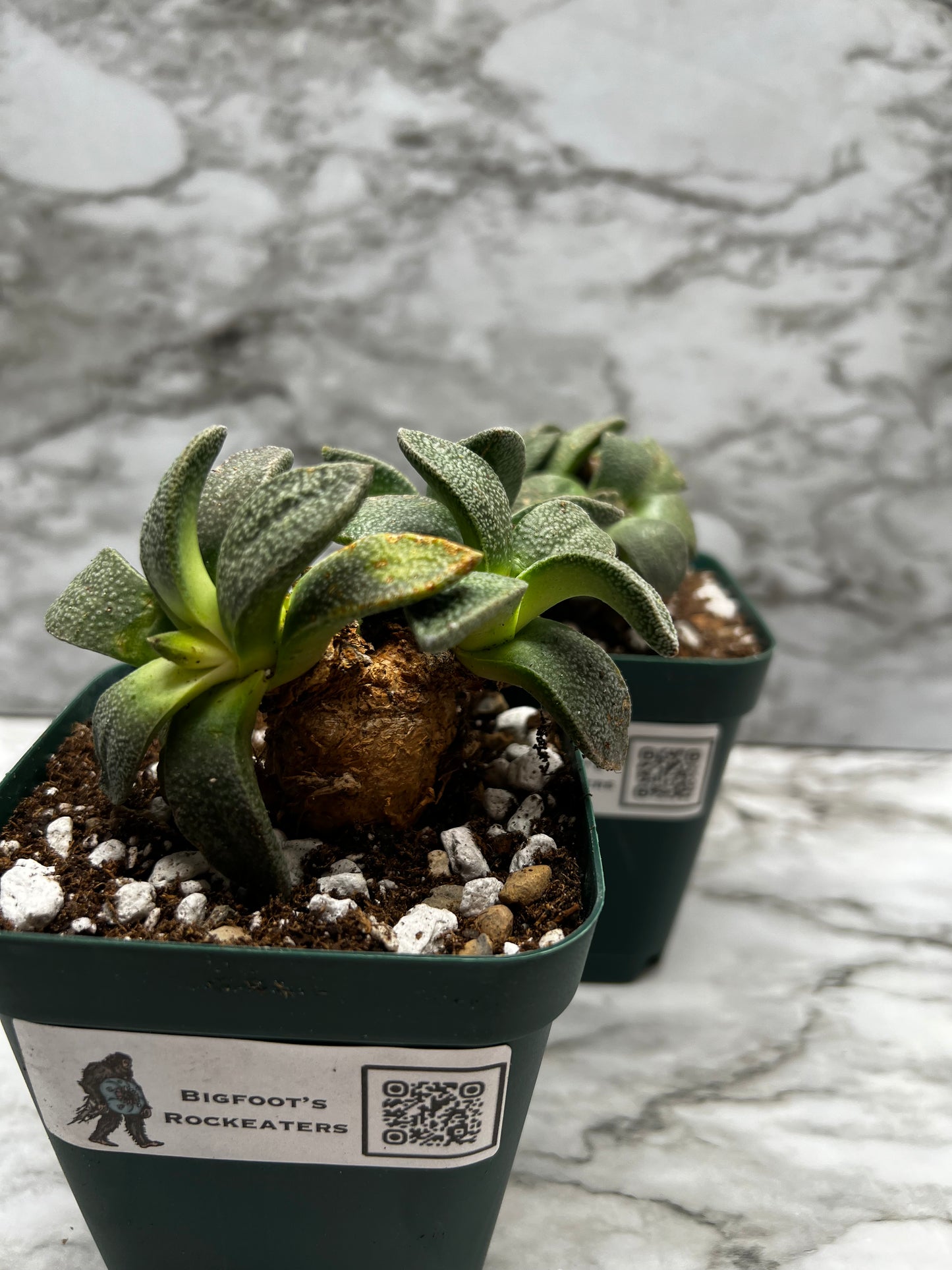 Aloinopsis Rubrolineata