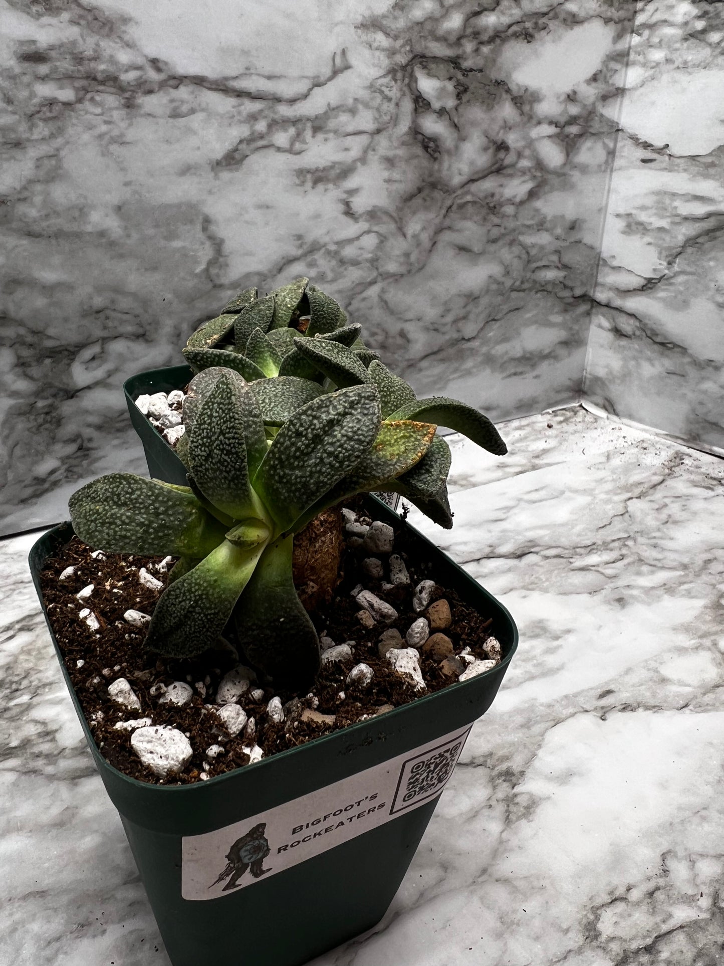 Aloinopsis Rubrolineata