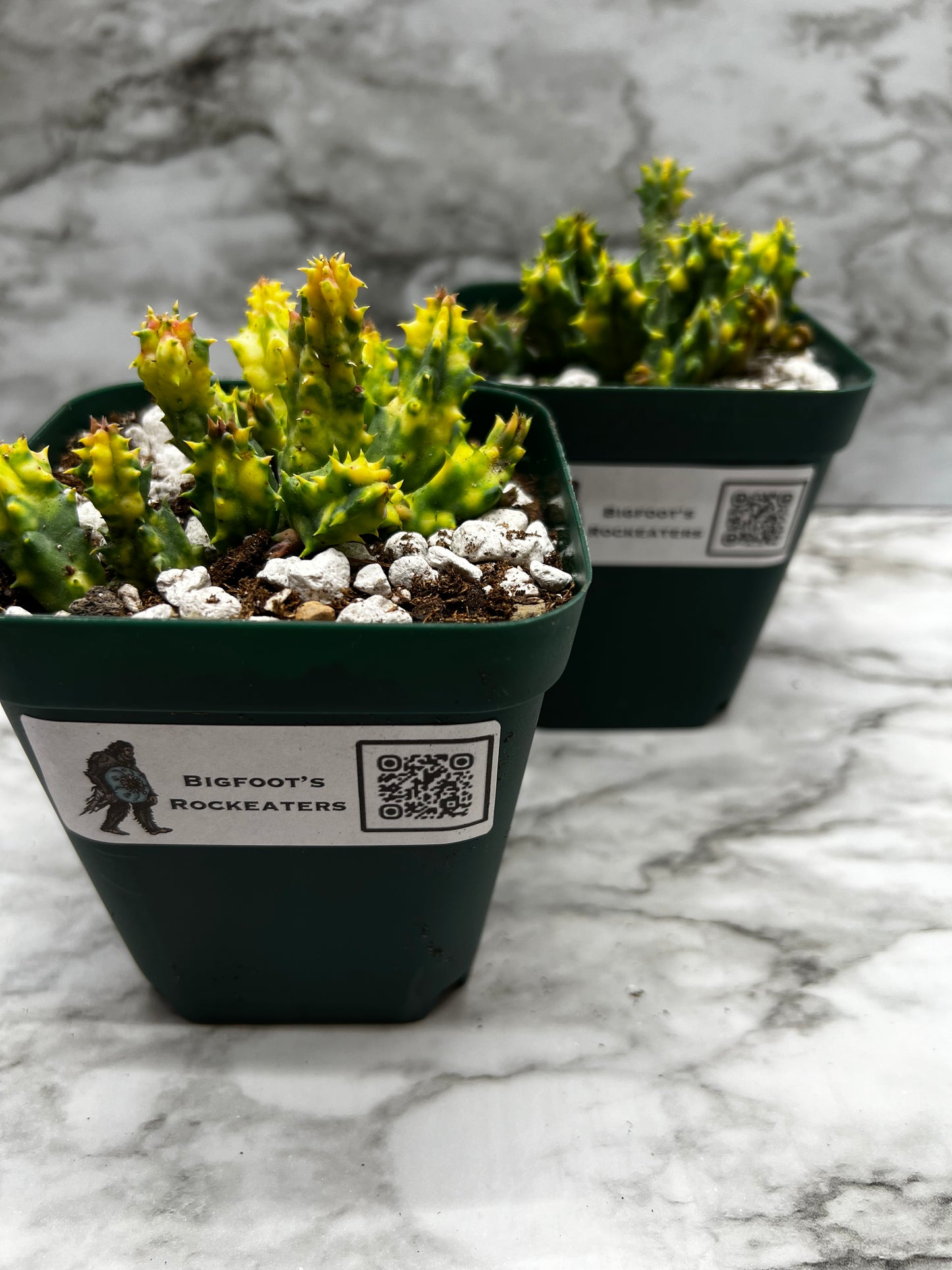 Huernia Sebrina Variegated