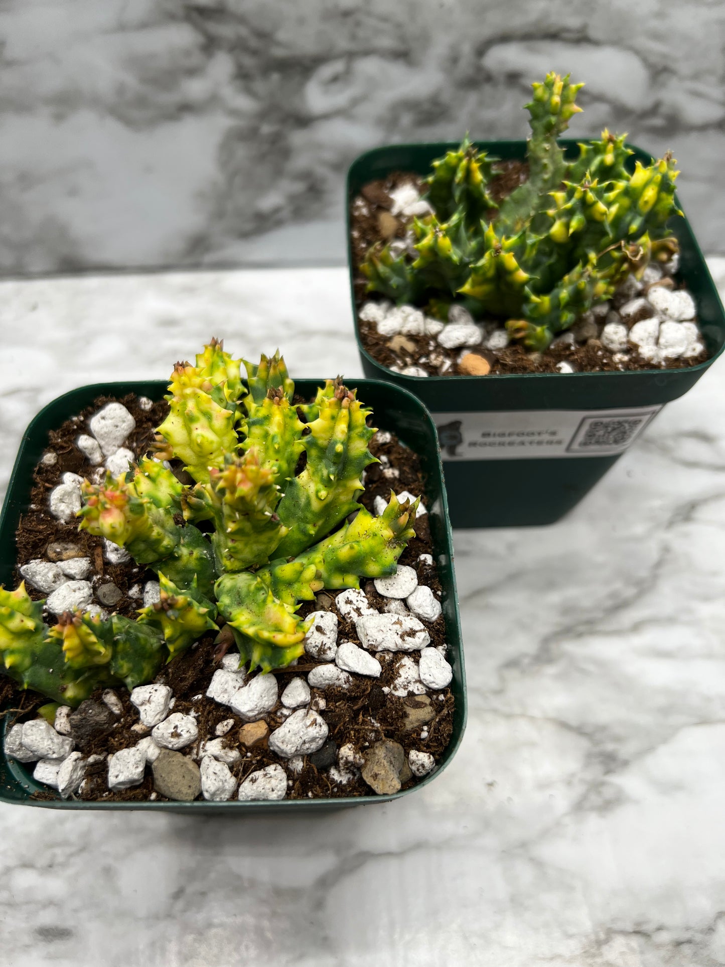 Huernia Sebrina Variegated