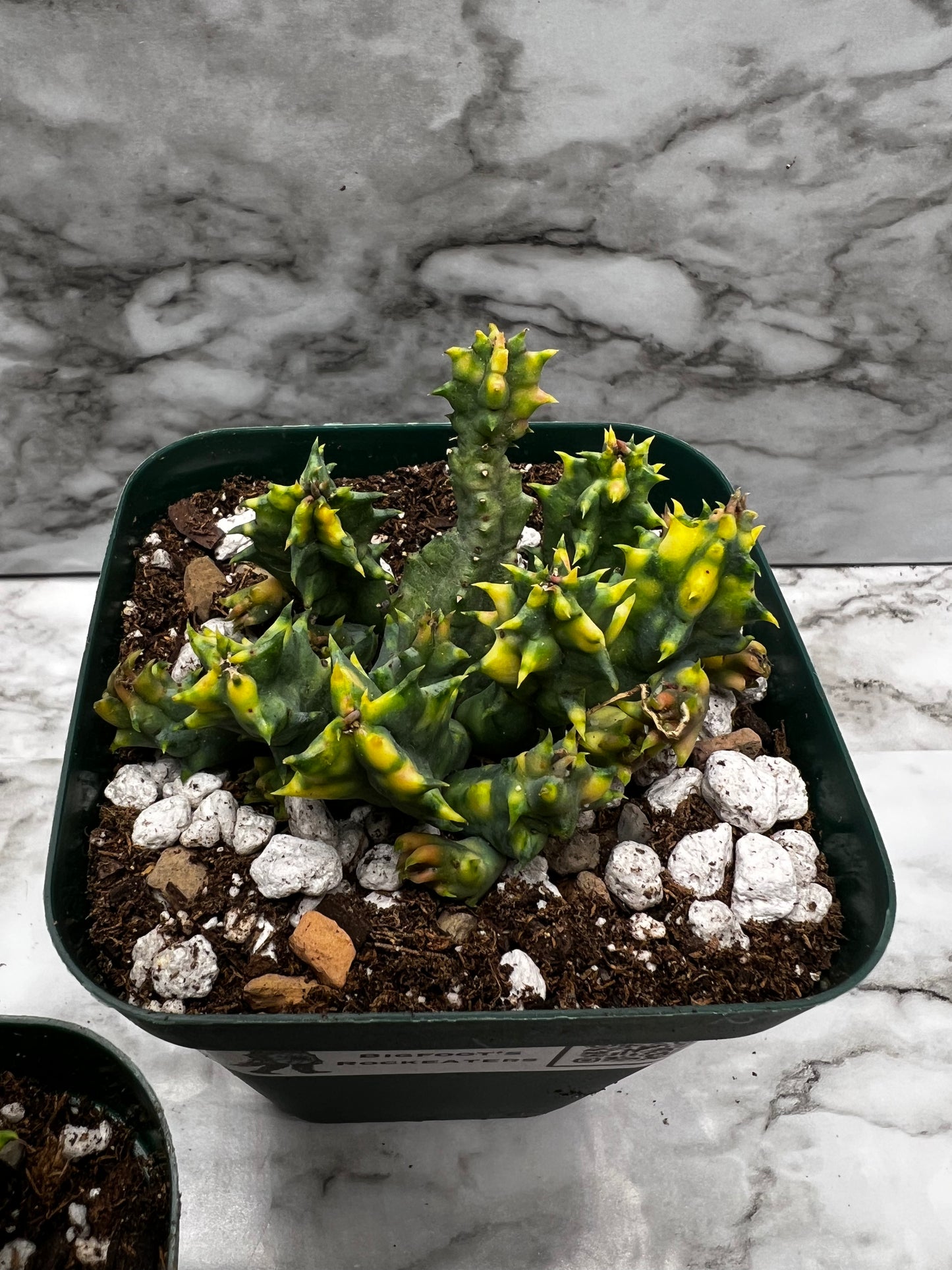 Huernia Sebrina Variegated