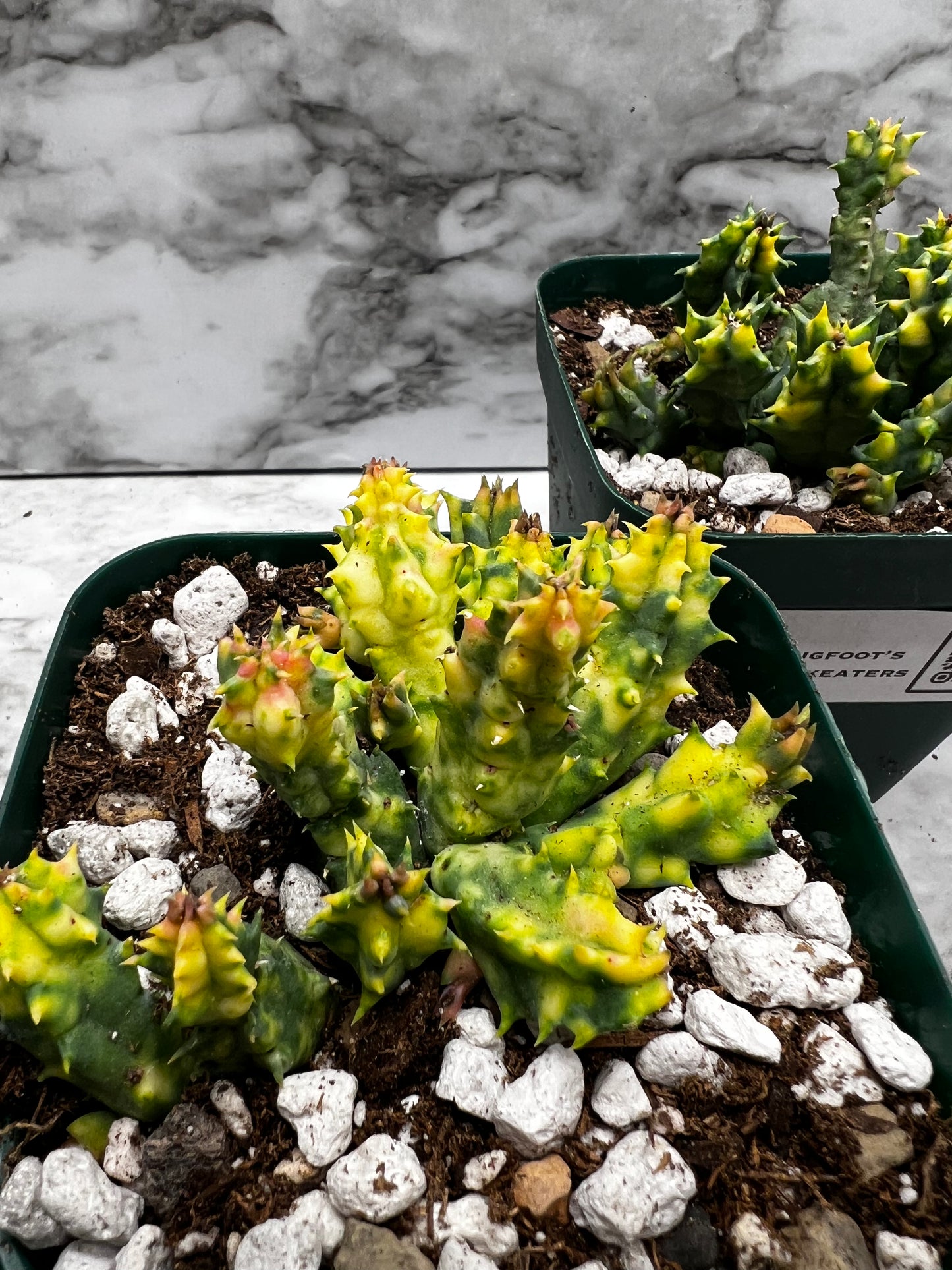Huernia Sebrina Variegated