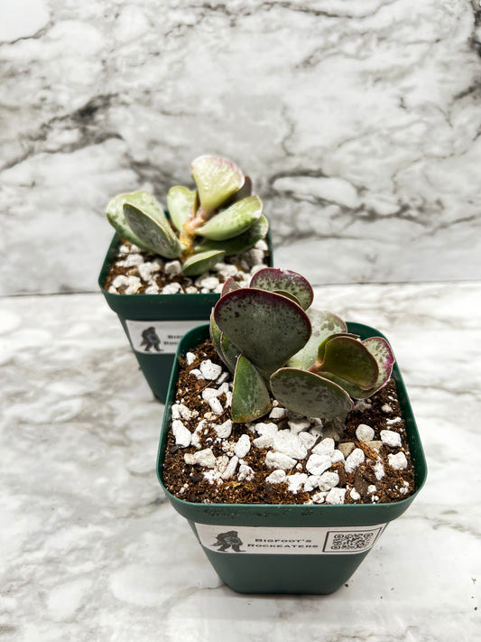 Adromischus triflorus - Calico Hearts