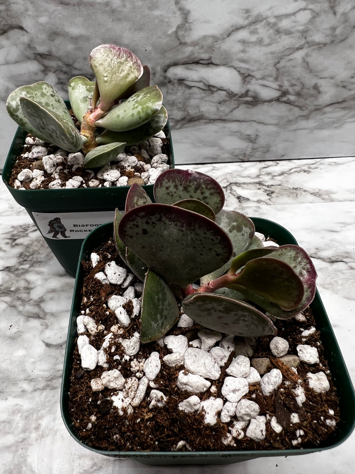 Adromischus triflorus - Calico Hearts
