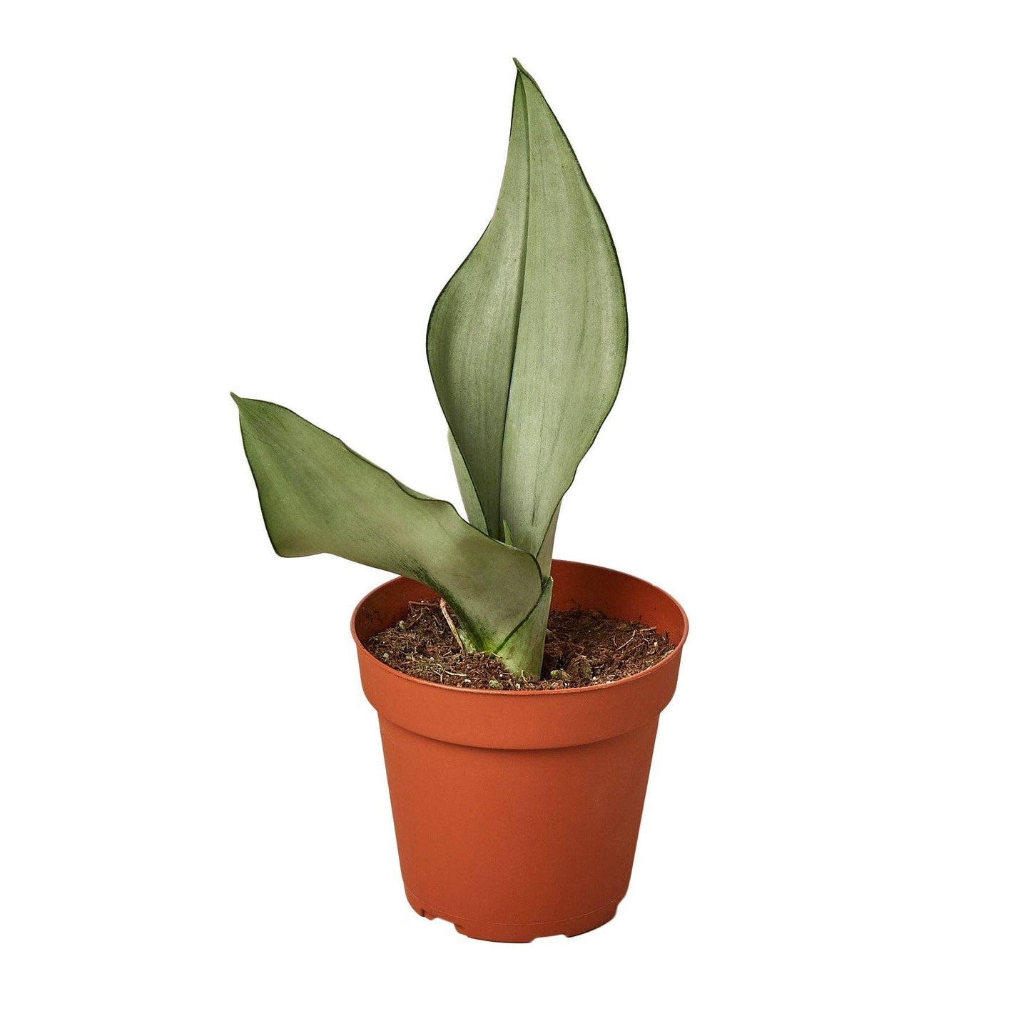 Sansevieria Trifasciata - Snake Plant Moonshine