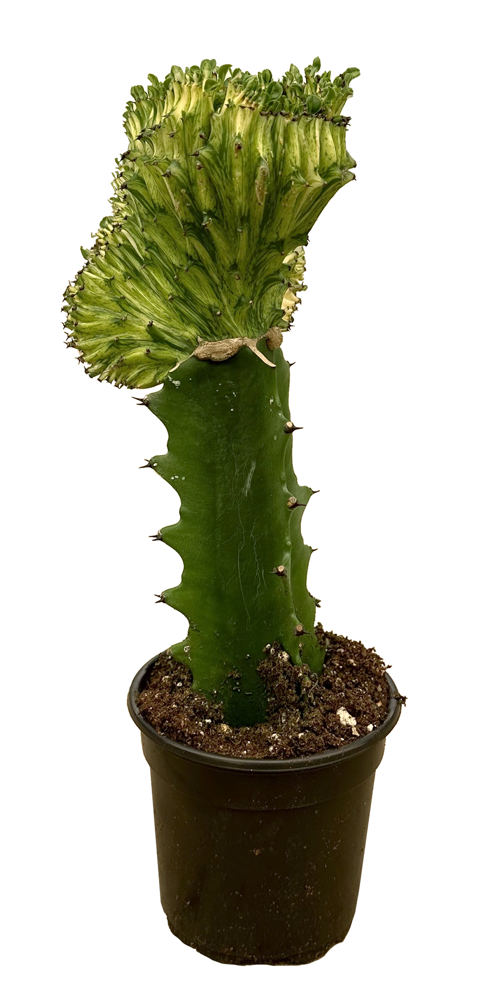 Euphorbia lactea 'Cristata' Yellow Variegated - (Yellow Mermaids Tail)