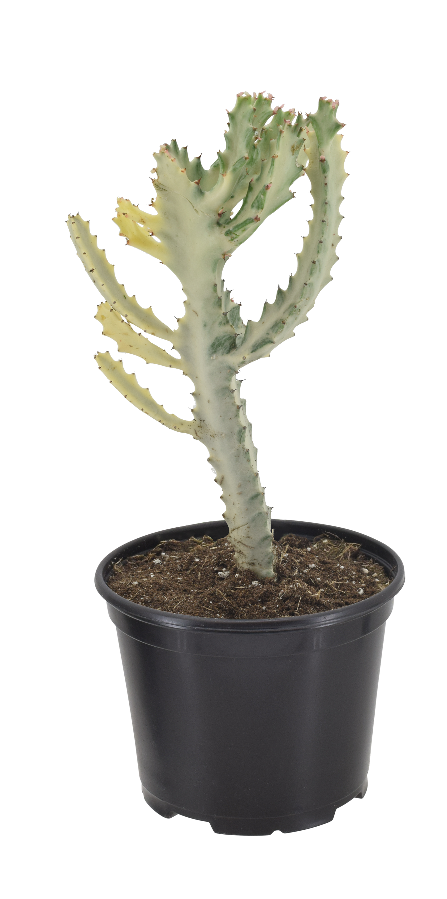 Euphorbia Lactea variegata - White Ghost Cactus