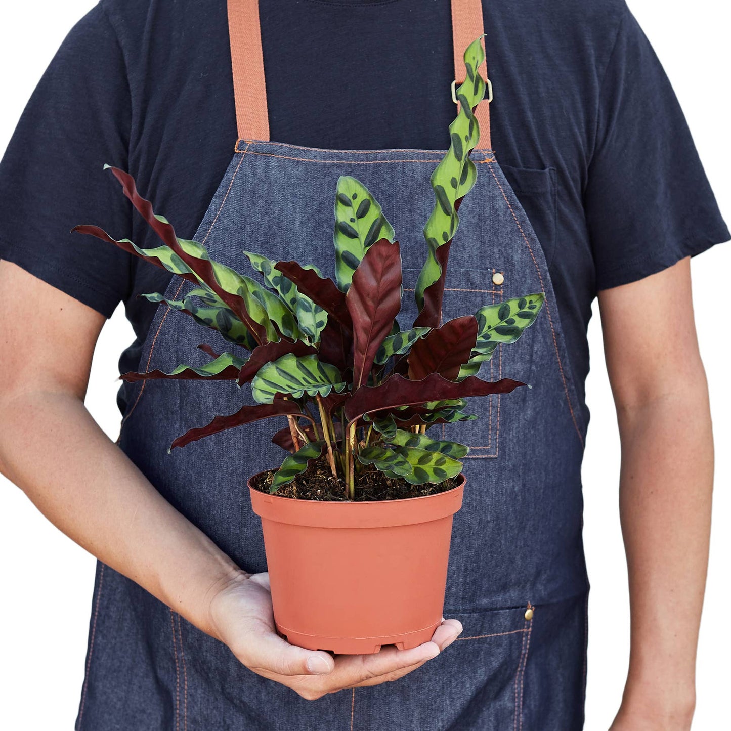 Calathea lancifolia 'rattlesnake'