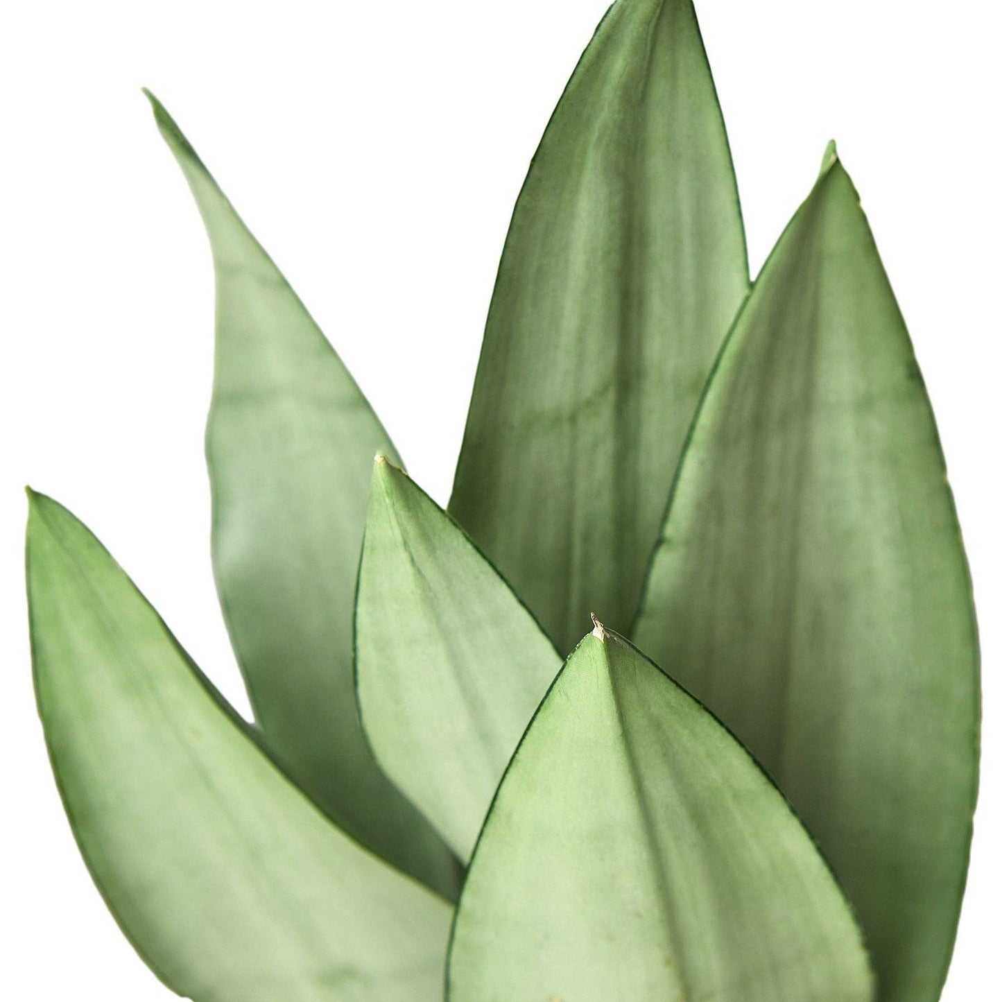 Sansevieria Trifasciata - Snake Plant Moonshine