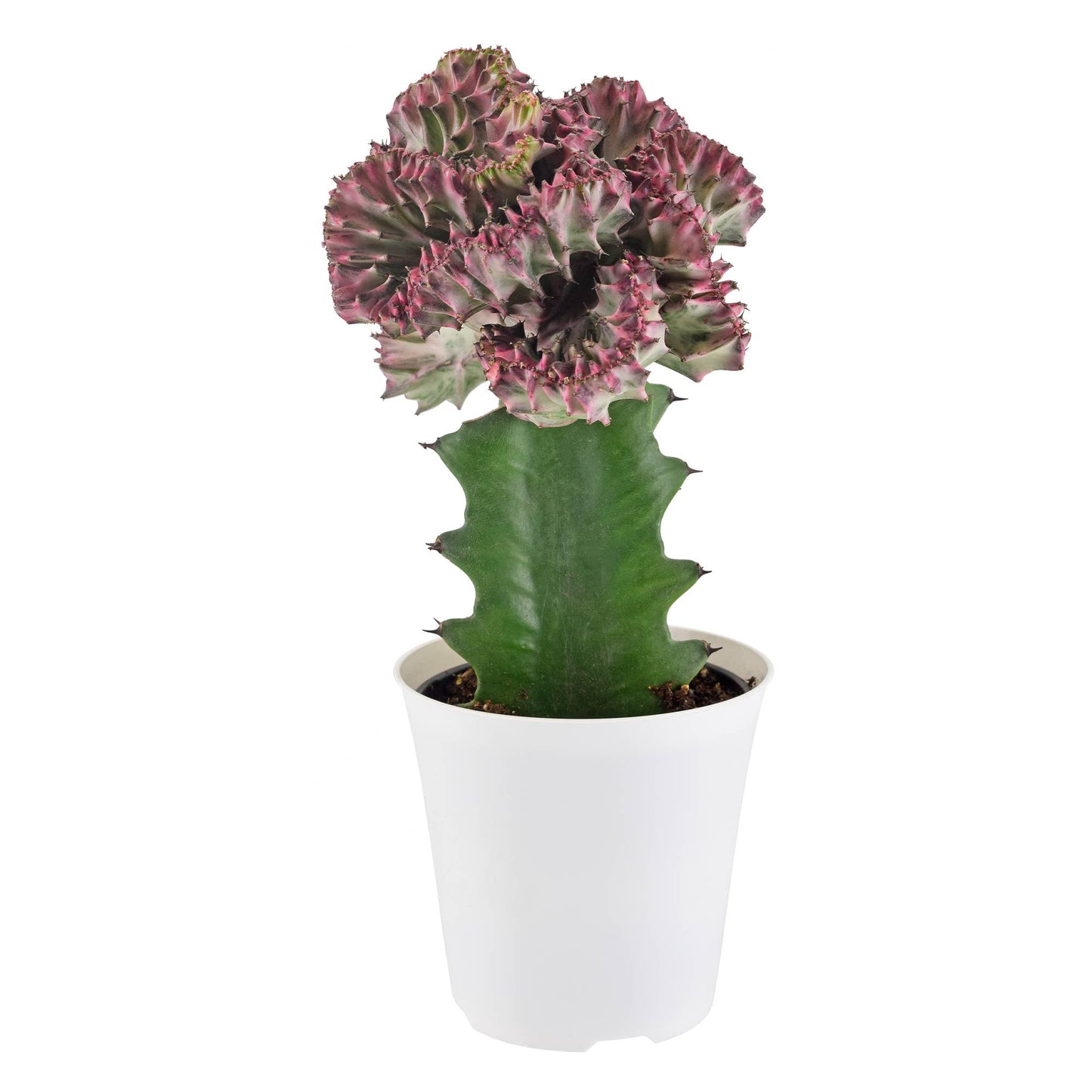 Euphorbia Lactea 'Cristata' - Light Purple
