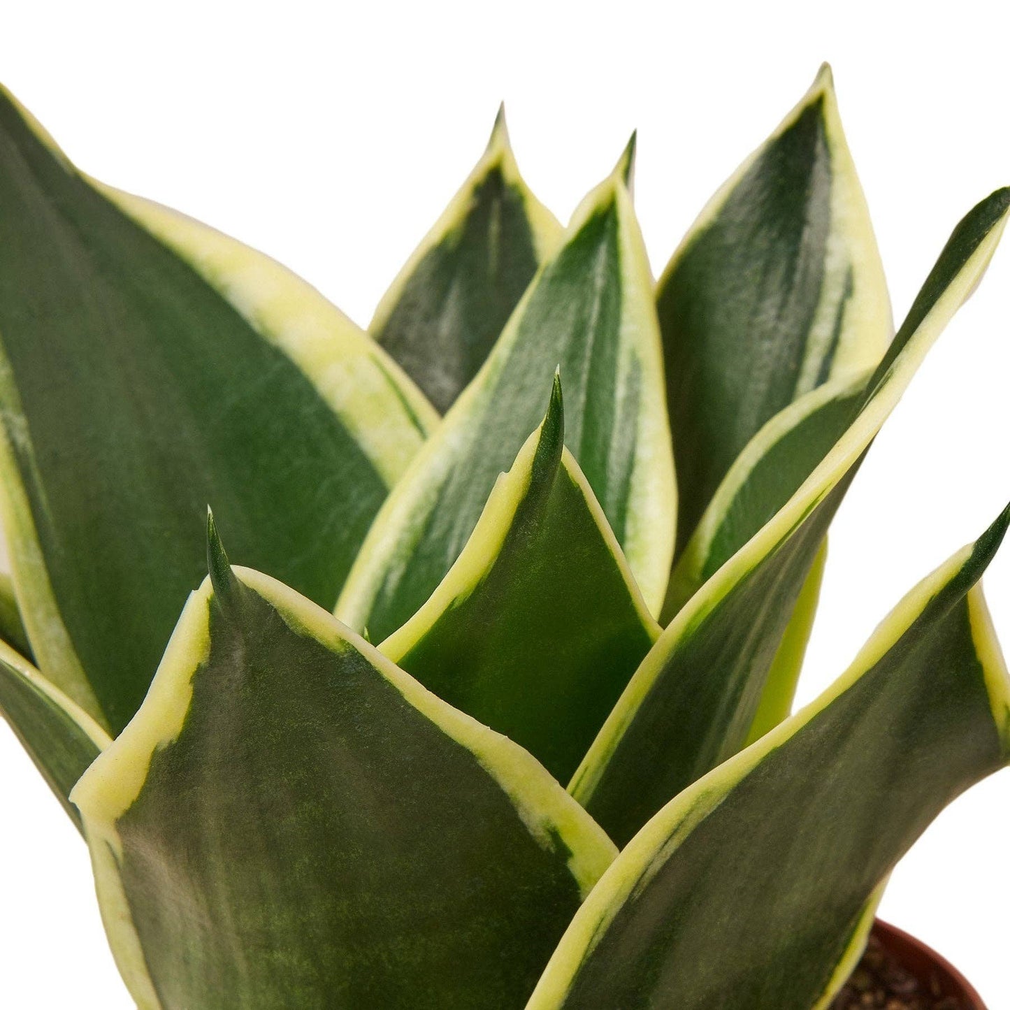 Sansevieria Trifasciata - Snake Plant Black Gold