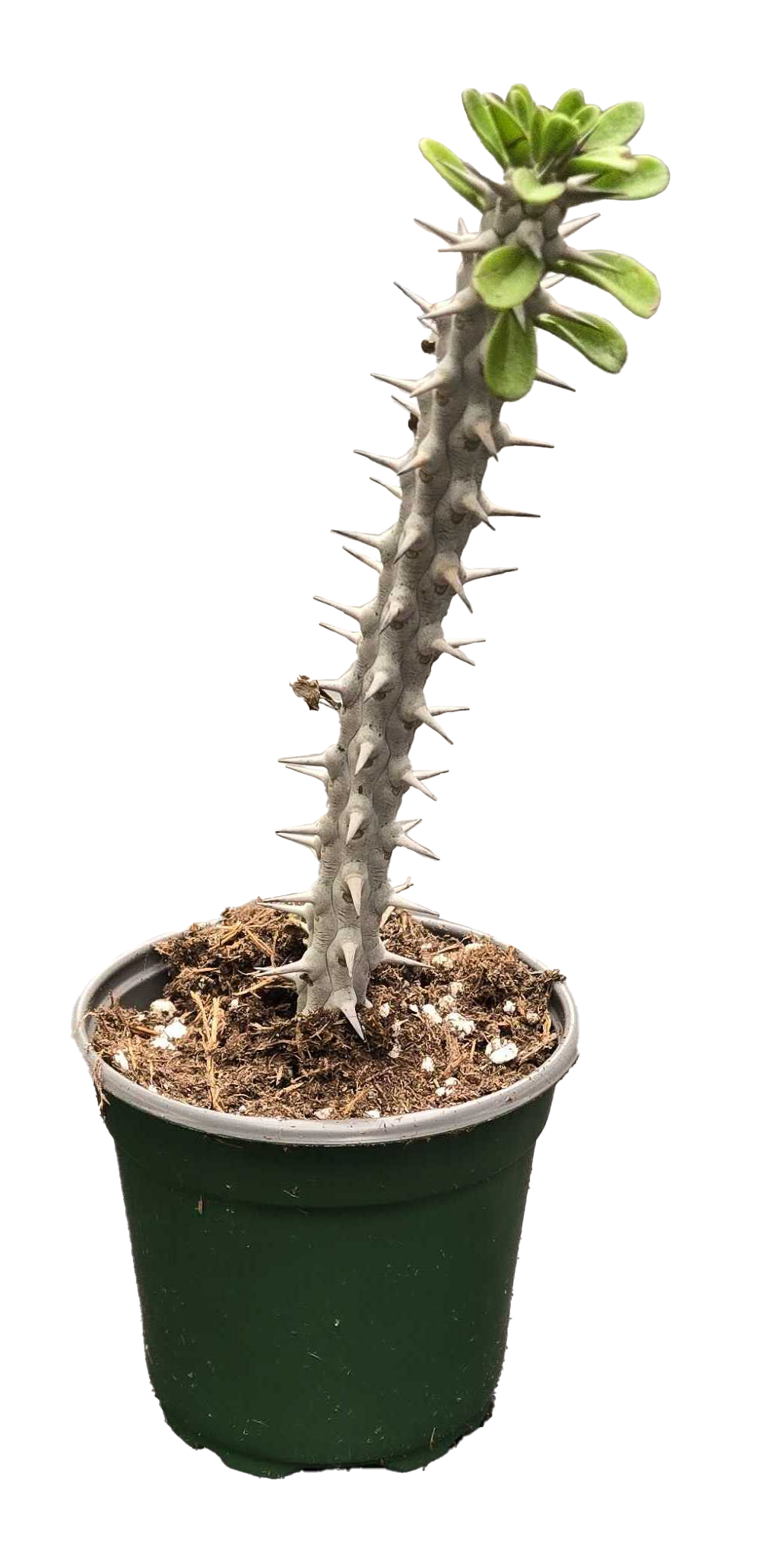 Alluaudia procera 'Madagascar Ocotillo'