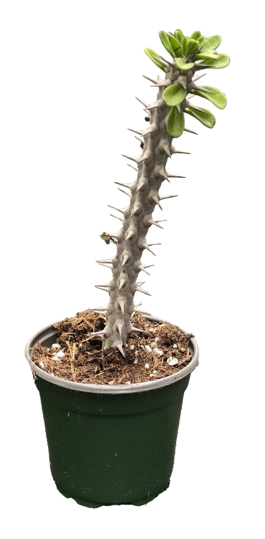 Alluaudia procera 'Madagascar Ocotillo'