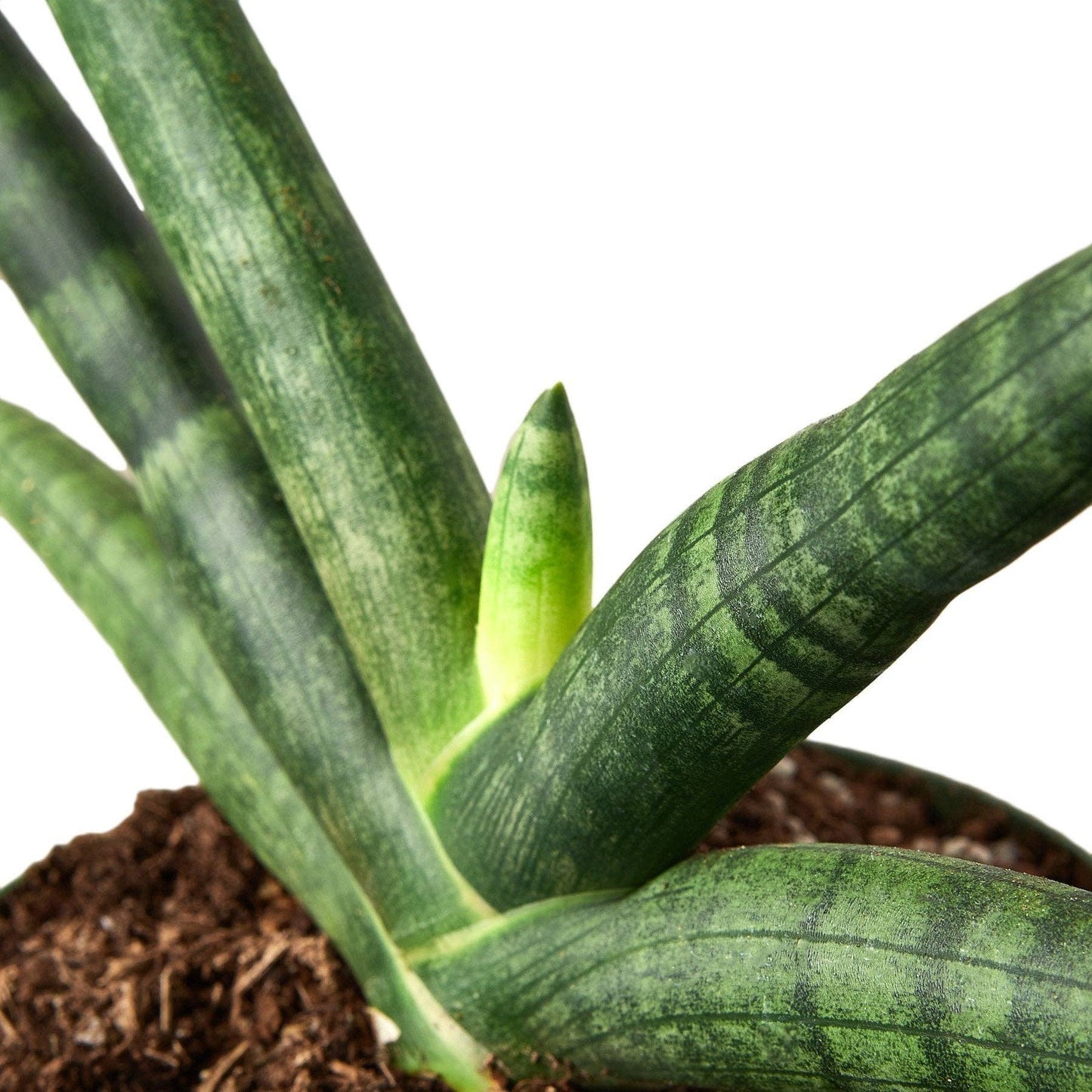 Sansevieria Cylindrica - starfish