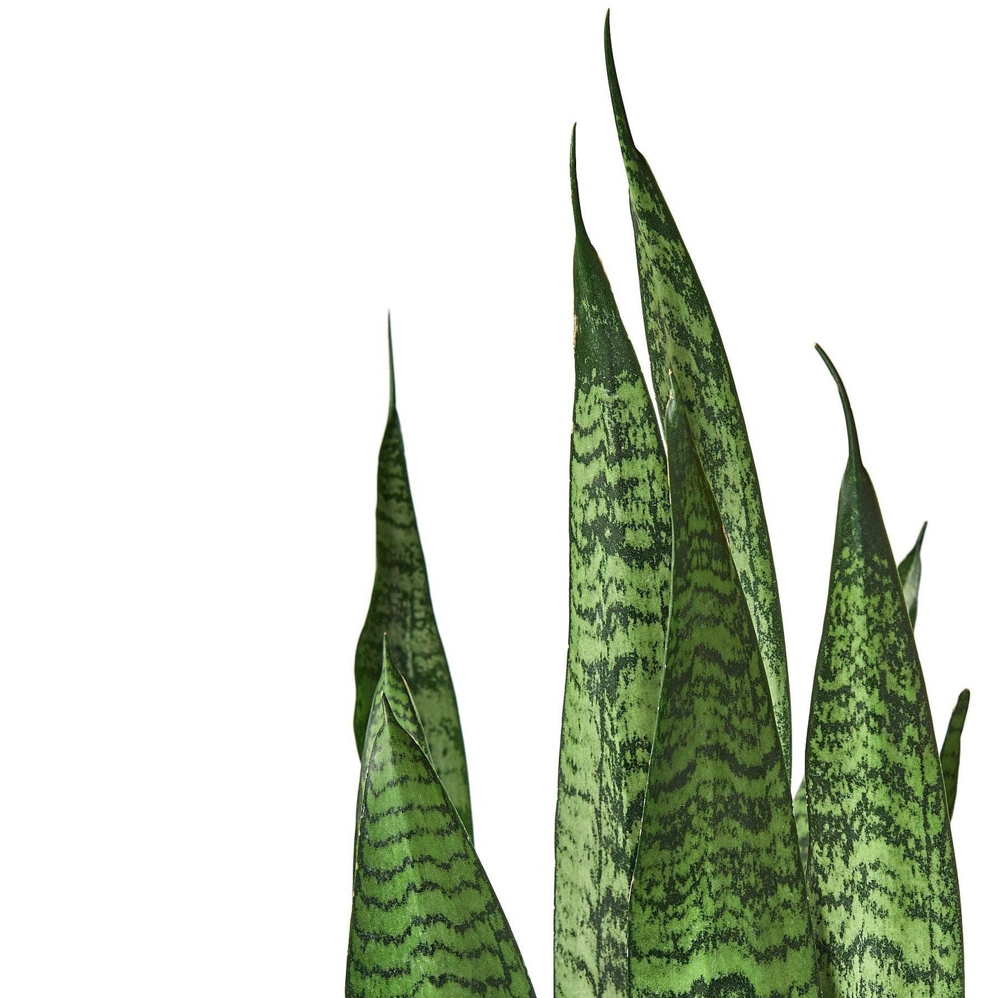 Sansevieria Zeylanica