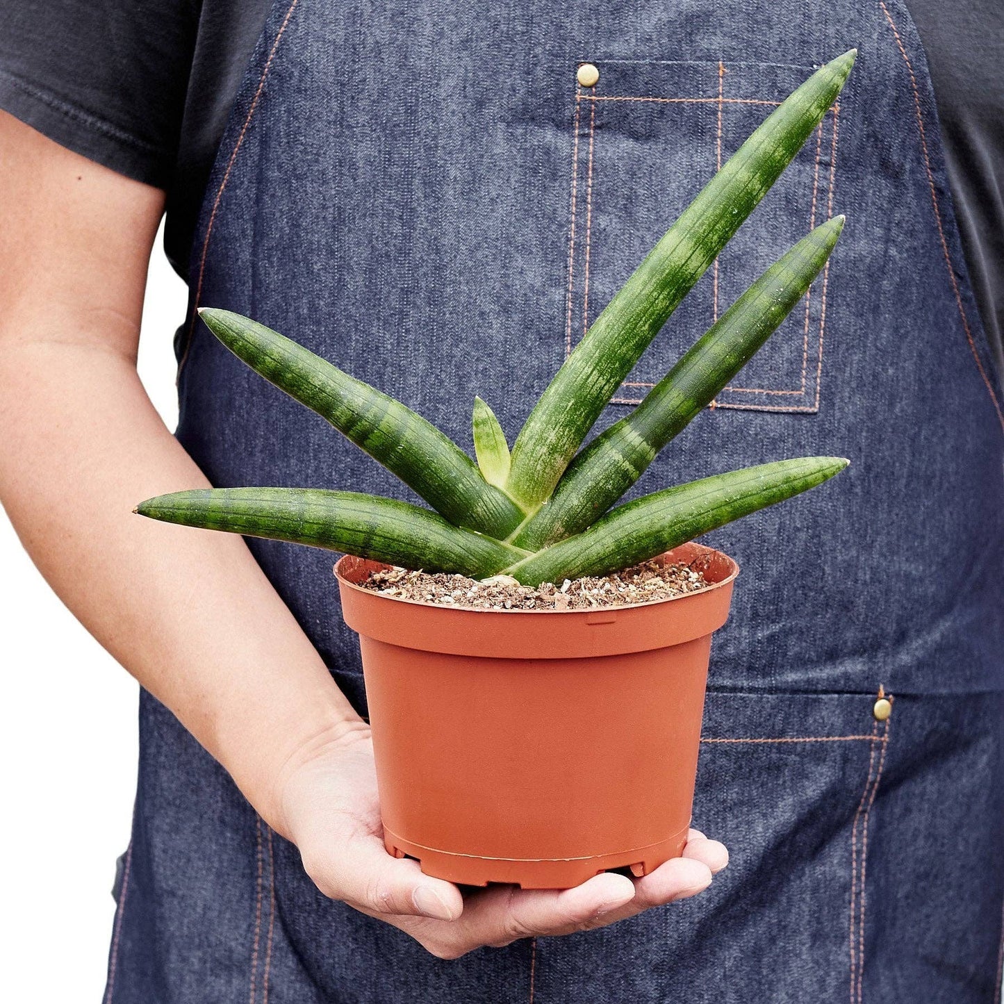 Sansevieria Cylindrica - starfish