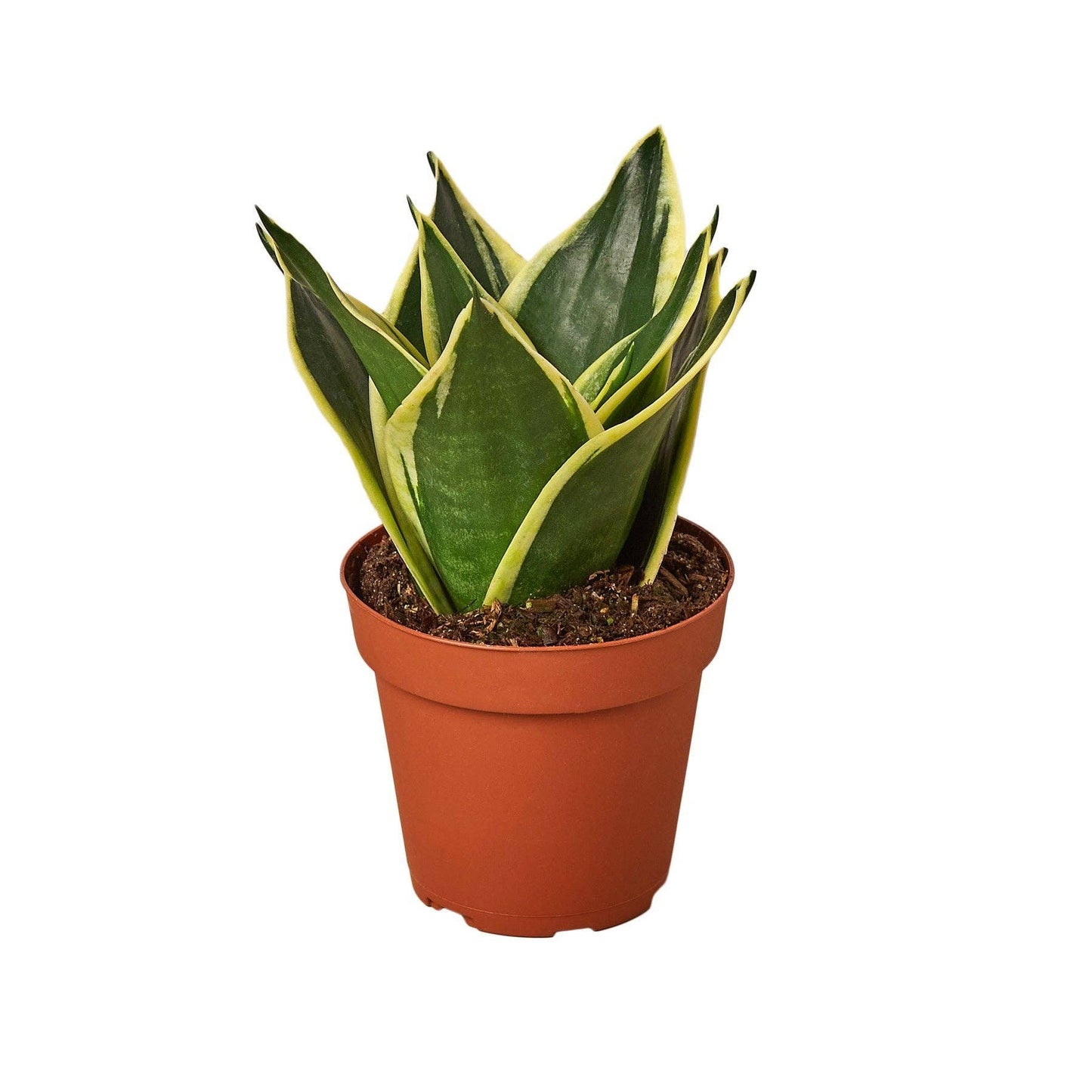 Sansevieria Trifasciata - Snake Plant Black Gold