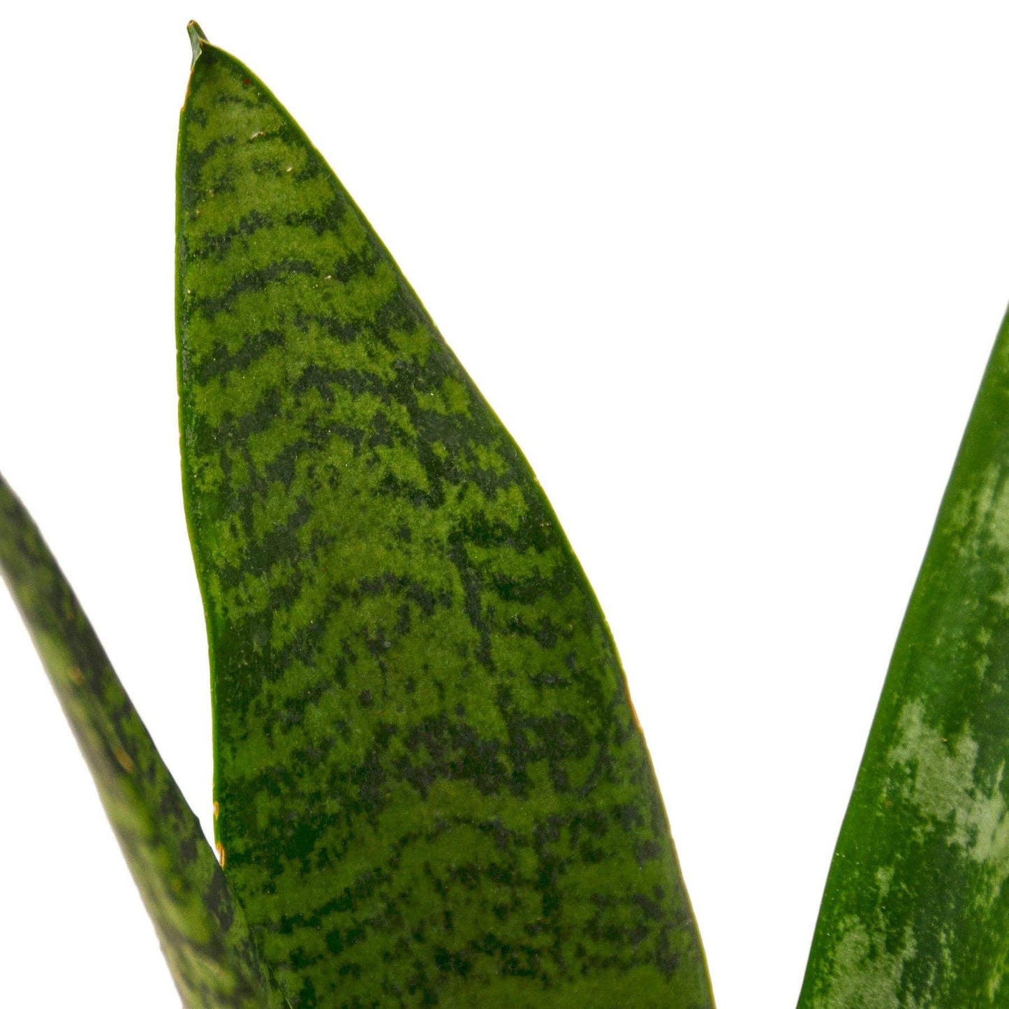 Sansevieria Zeylanica