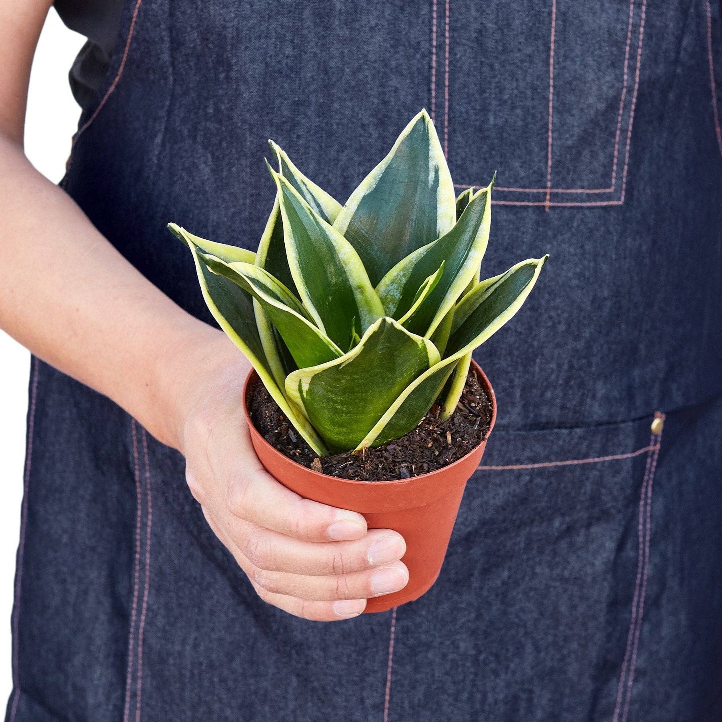 Sansevieria Trifasciata - Snake Plant Black Gold