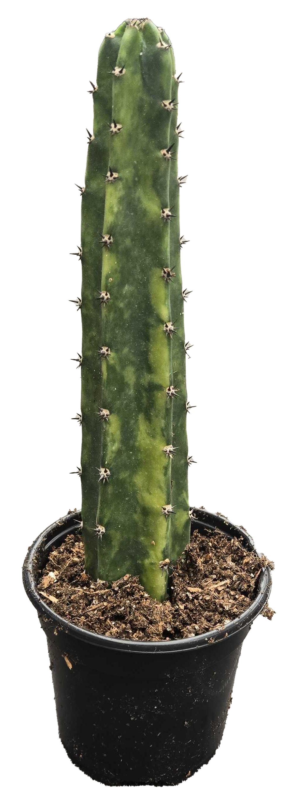 Harrisia Jusbertii - Variegated 'Queen of the Night'