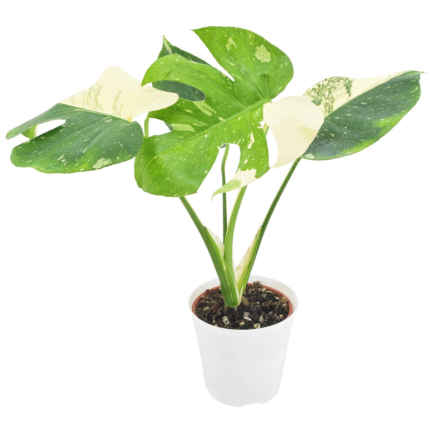 Monstera Thai Constellation