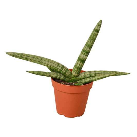 Sansevieria Cylindrica - starfish