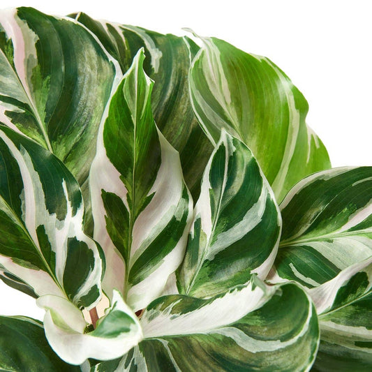 Calathea lietzei ‘White Fusion’