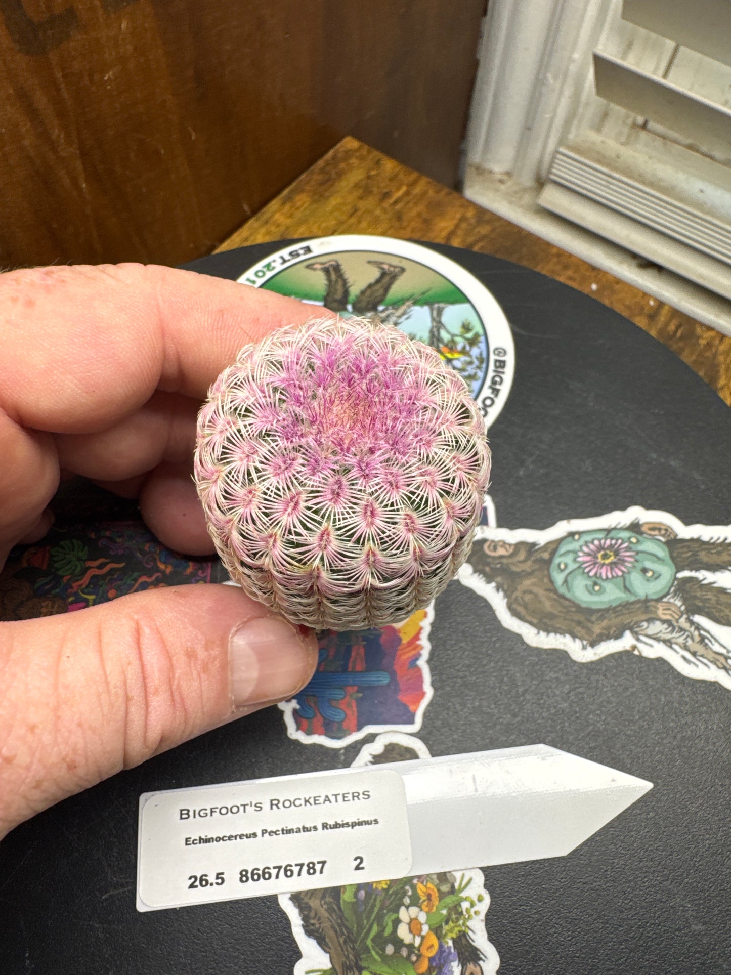 🌵 Echinocereus pectinatus ‘Rubrispinus’ (Rainbow Hedgehog Cactus) 2