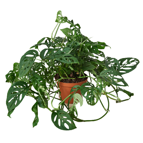 Monstera adansonii 'Swiss Cheese Plant'