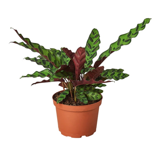 Calathea lancifolia 'rattlesnake'