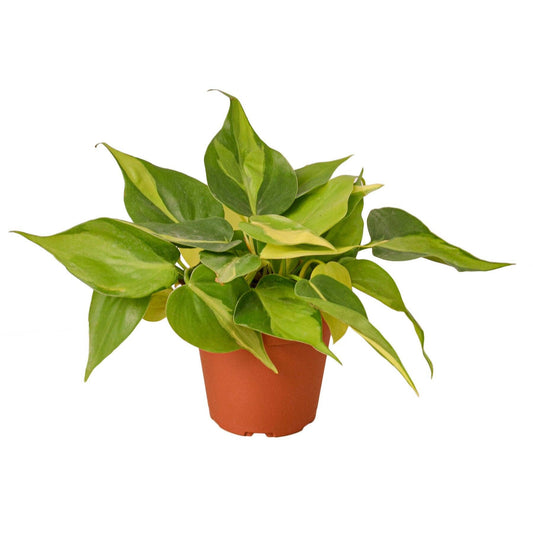 Philodendron hederaceum var. oxycardium ‘Brasil’
