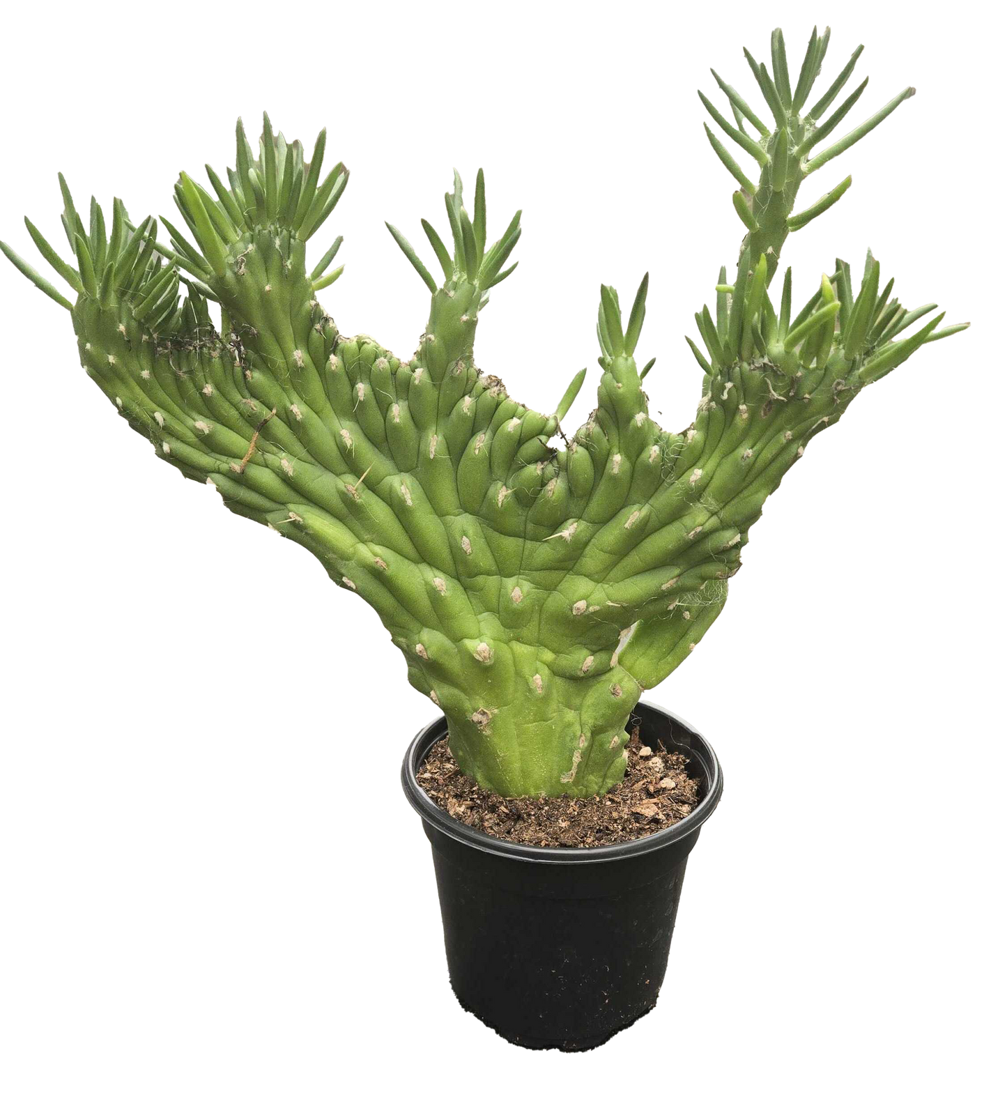 Opuntia Subulata Crested