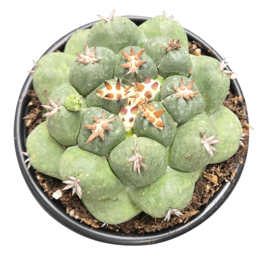 Coryphantha Elephantdens 'Bee Hive'