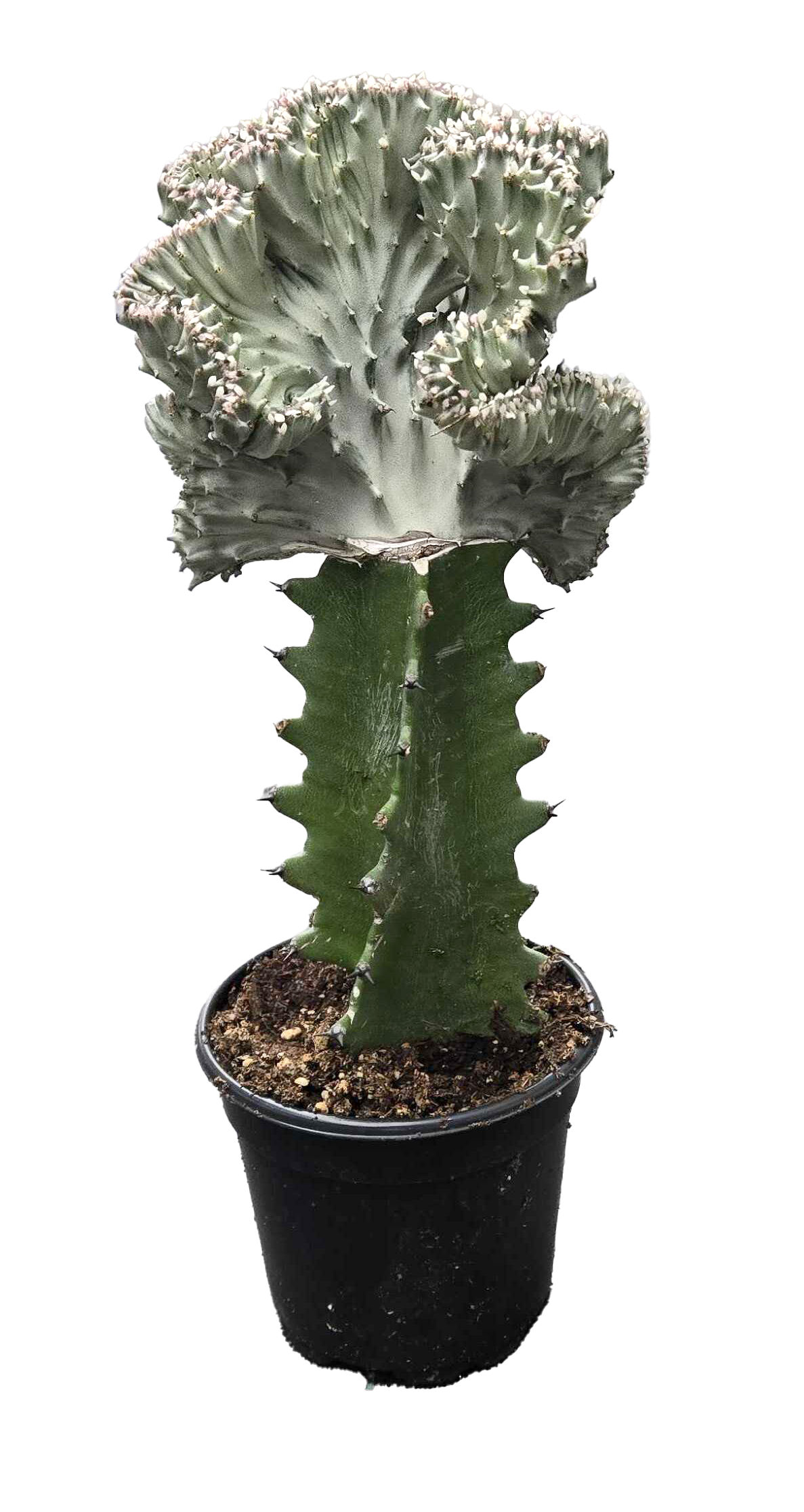 Euphorbia Lactea 'cristata' - White Mermaids Tail