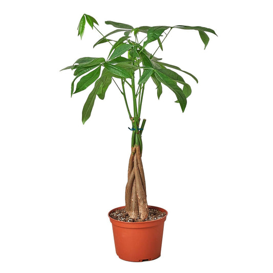 Pachira aquatica - Money Tree braid
