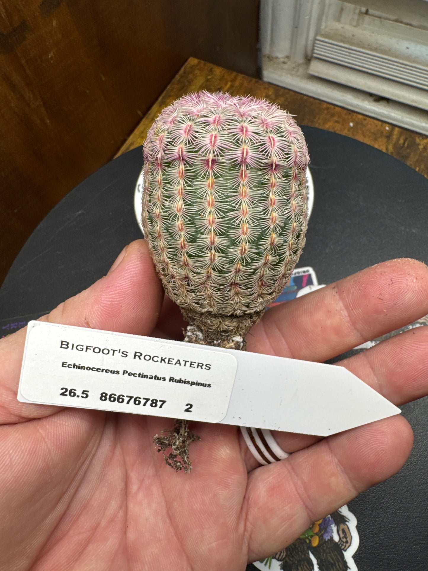 🌵 Echinocereus pectinatus ‘Rubrispinus’ (Rainbow Hedgehog Cactus) 2