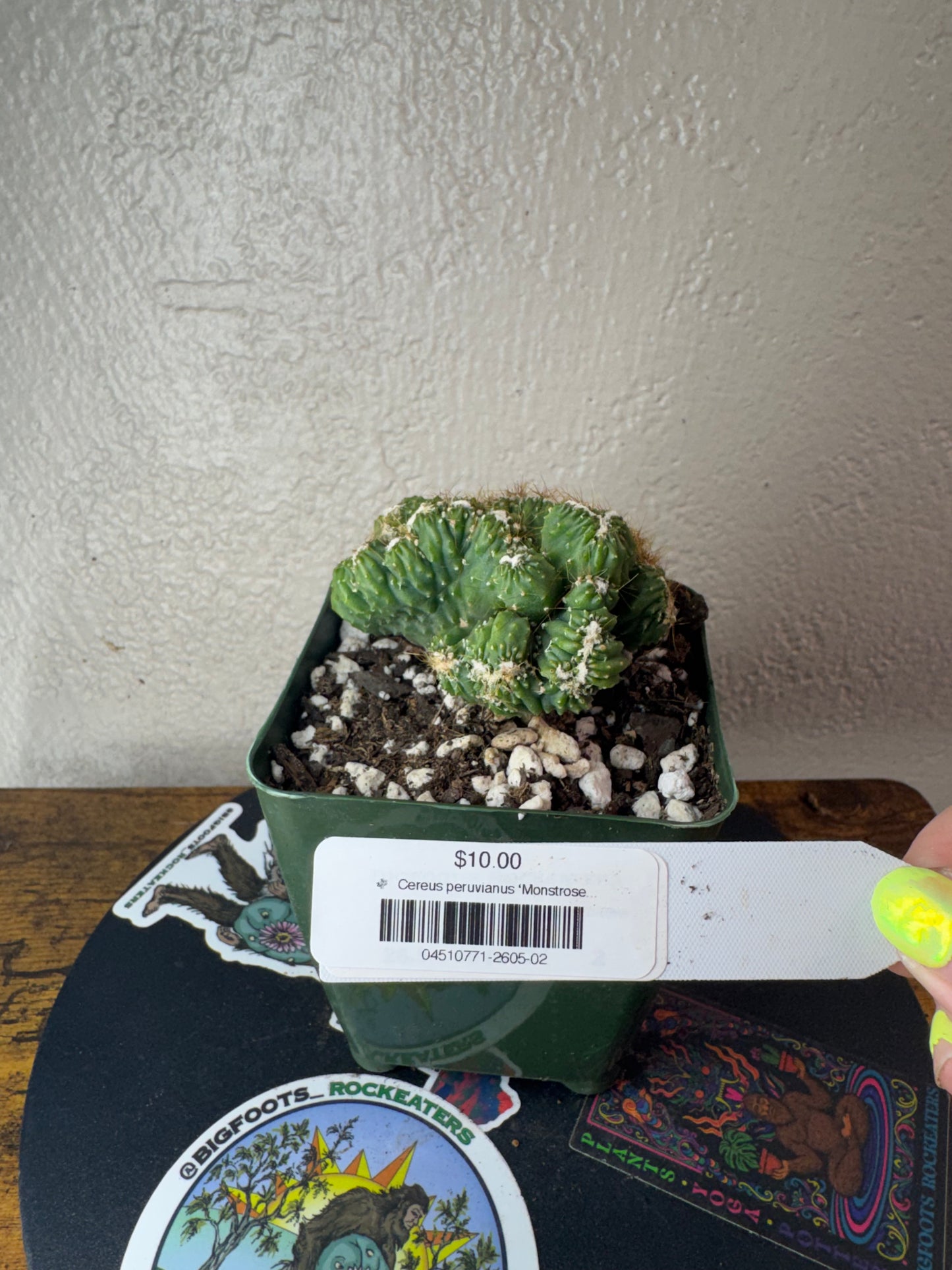 🌵 Cereus peruvianus ‘Monstrose’ (Monstrose Peruvian Apple) 2