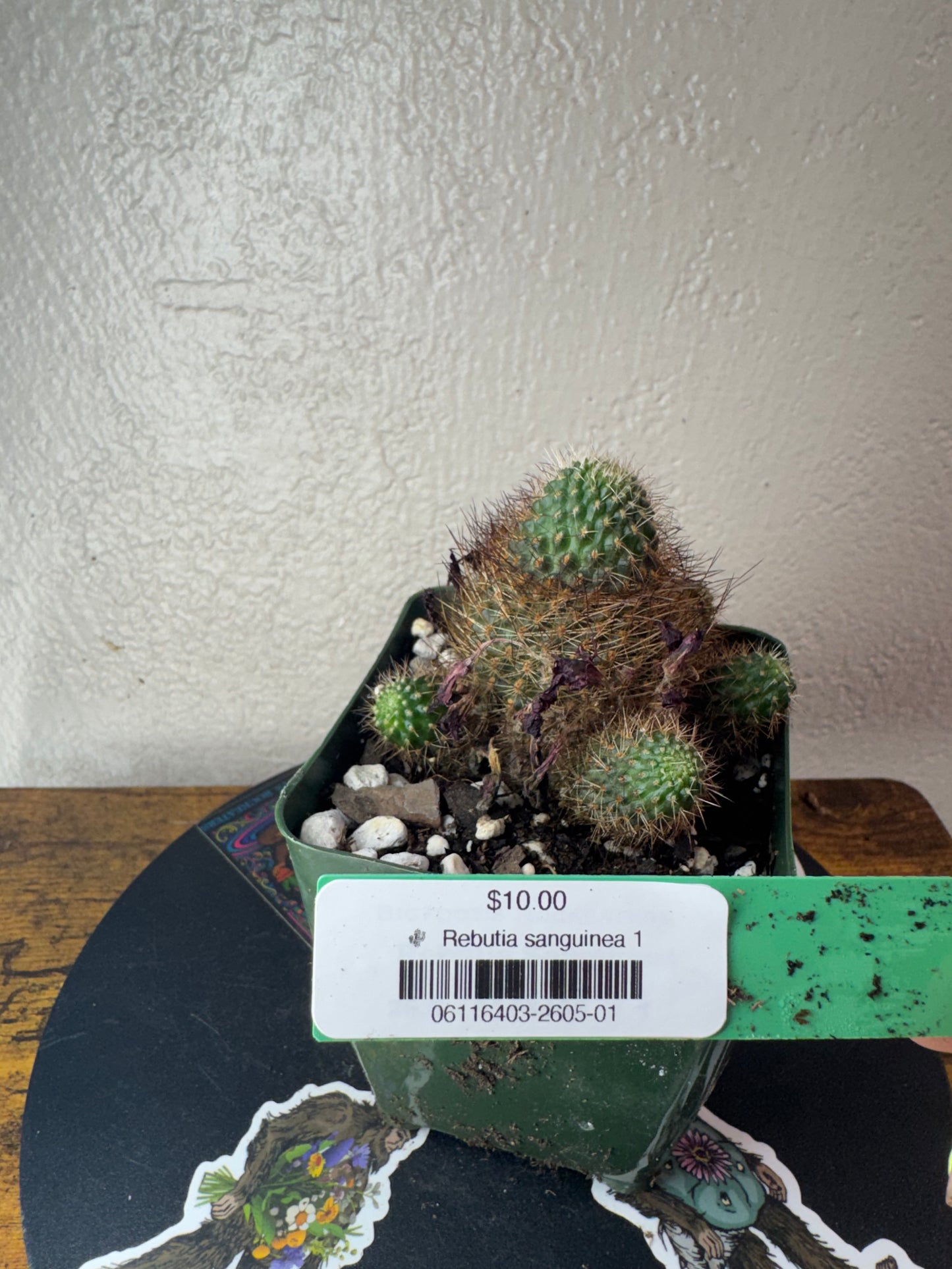 🌵 Rebutia sanguinea 1