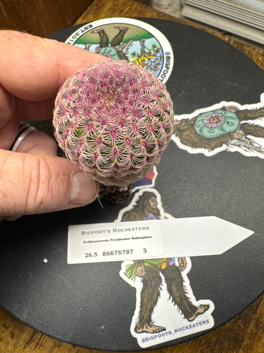 🌵 Echinocereus pectinatus ‘Rubrispinus’ (Rainbow Hedgehog Cactus) 3