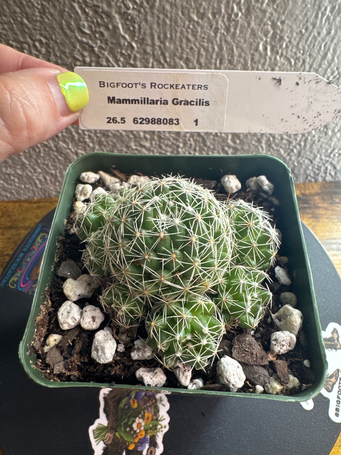 🌵 Mammillaria gracilis (Thimble Cactus) 1