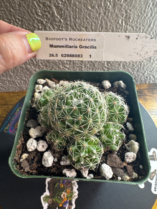 🌵 Mammillaria gracilis (Thimble Cactus) 1