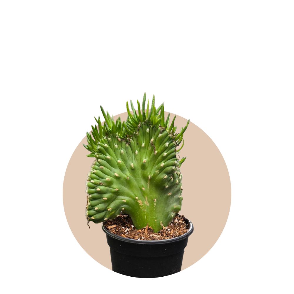 Opuntia Subulata Crested
