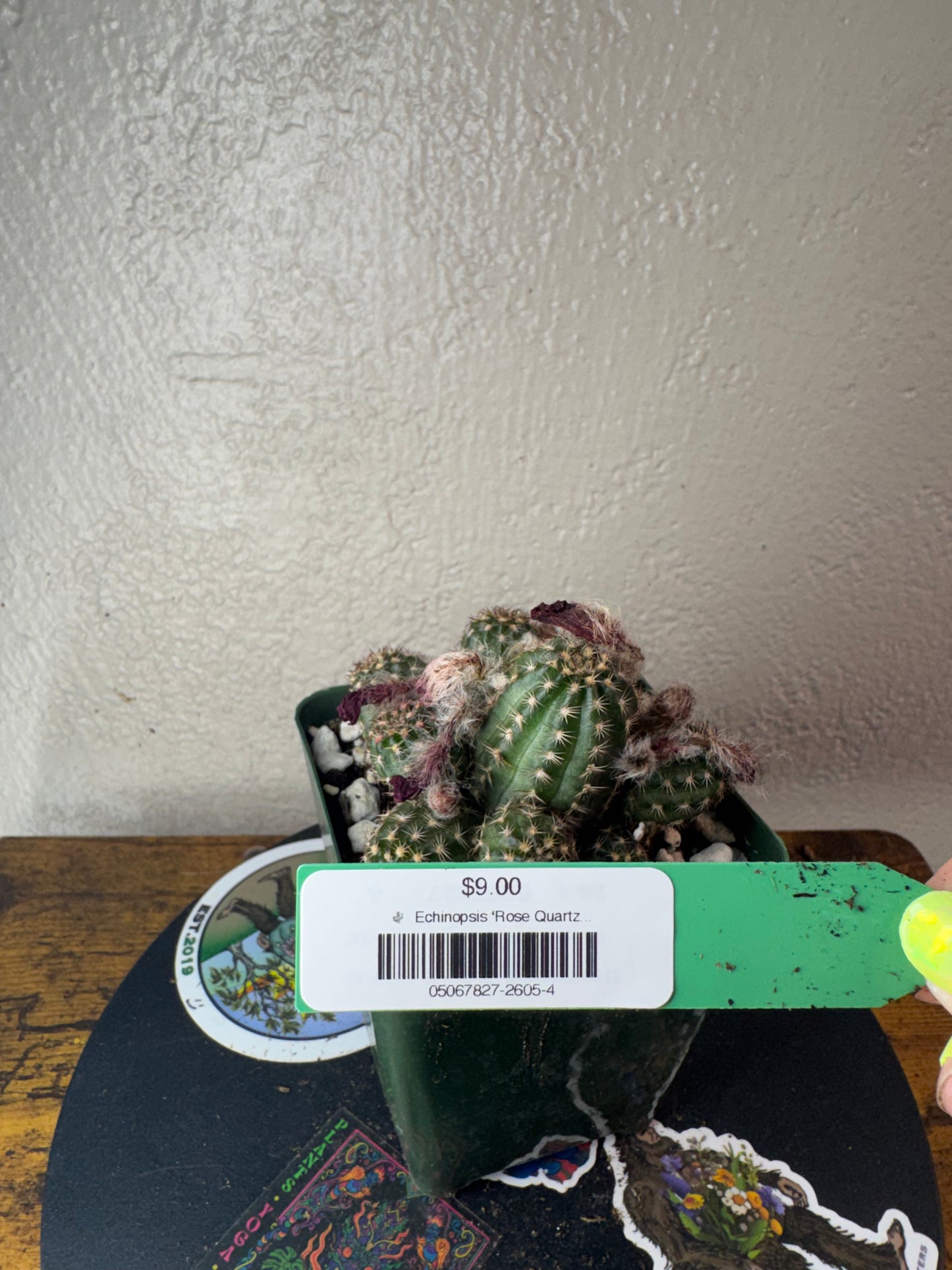 🌵 Echinopsis ‘Rose Quartz’ (Echinopsis hybrid) 4