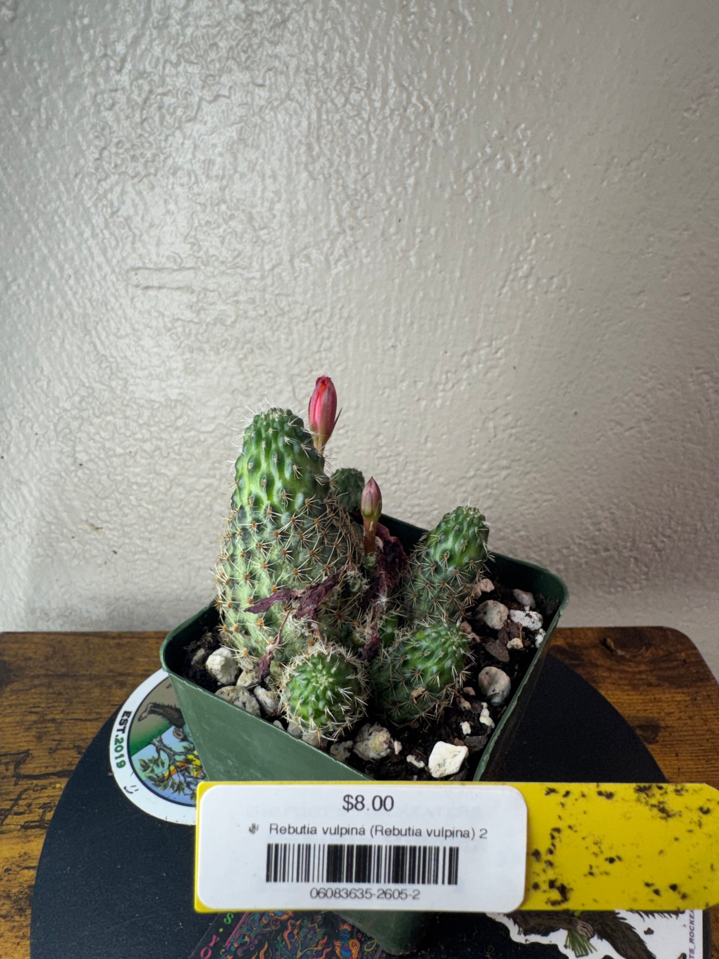 🌵 Rebutia vulpina (Rebutia vulpina) 2